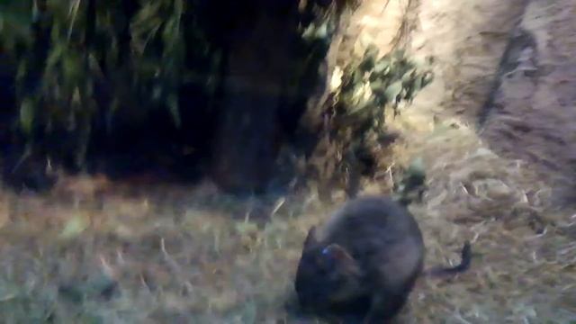 ネズミカンガルー　フサオネズミカンガルー　Ｂｅｔｔｏｎｇｉａ　ｐｅｎｉｃｉｌｌａｔａ　Ｗｏｙｌｉｅ　Ｐｏｔｏｒｏｉｄａｅ смотреть онлайн