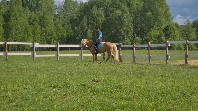 Дейтон, соловый мерин пони-класса 2018г.р. Продаётся. смотреть онлайн