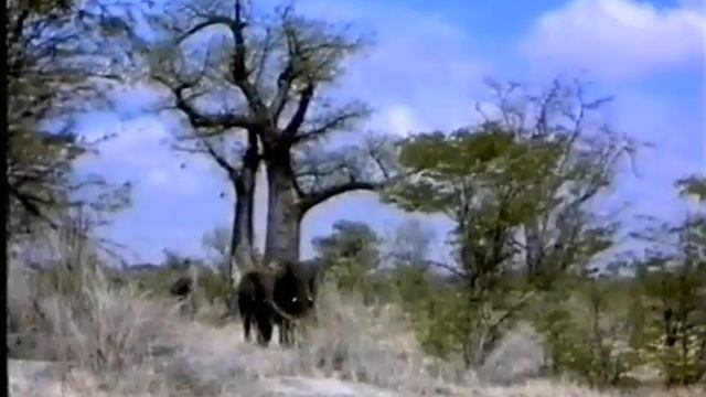 I giganti della boscaglia "elefante africano e baobab, Moremi GR/Distr.North-West/Botswana" смотреть онлайн