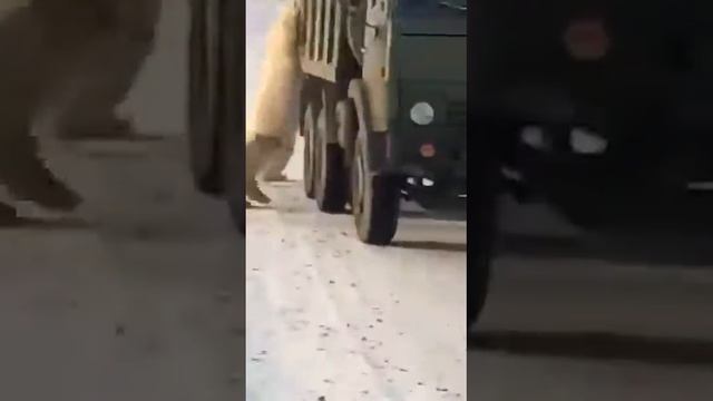 белые медведи наступают смотреть онлайн