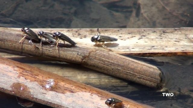 Flight Behavior of the Water Boatmen смотреть онлайн