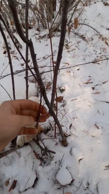 Заяц в петле ,увидели зацепили на дерево. смотреть онлайн