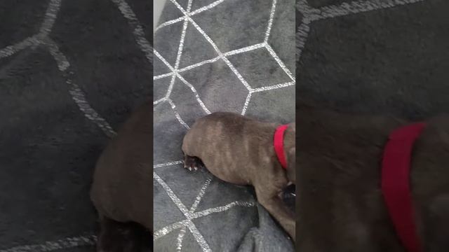 Шоколадная девочка 🥰🥰🥰 смотреть онлайн