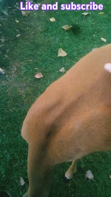 The Deer Whisperer: Dem Deer in Buffalo #eddiethemouth #serenadawildlife #deerwhisperer смотреть онлайн