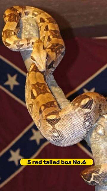 10 Most Beautiful Snakes In The World In 2023 смотреть онлайн