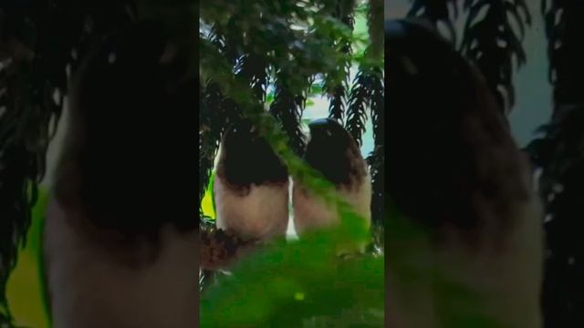 White-rumped Munias смотреть онлайн