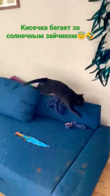 Киска бегает за зайчиком🌞😇😂🤣 смотреть онлайн