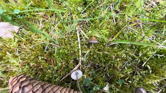 Mycena Plumipes (Mycena Strobilicola), March 9, 2024