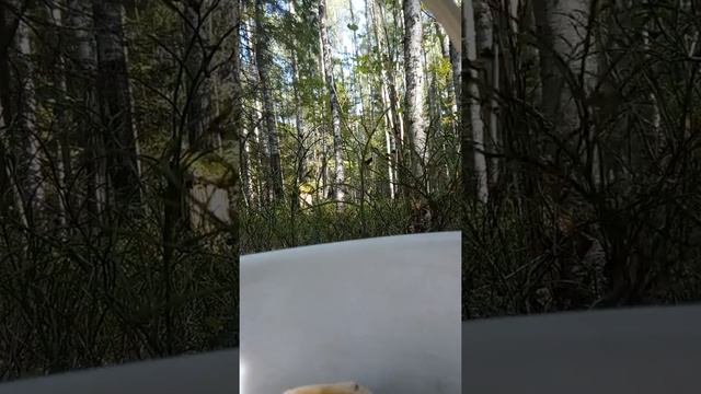 Летом в лесу собираю грибы!!!