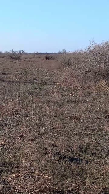 НЕЗАКОННЫЙ ВЫПАС СКОТА КРС смотреть онлайн