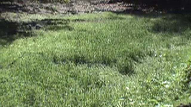 WWWTs: A Slug In The Grass