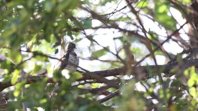 ツツドリ Oriental Cuckoo смотреть онлайн