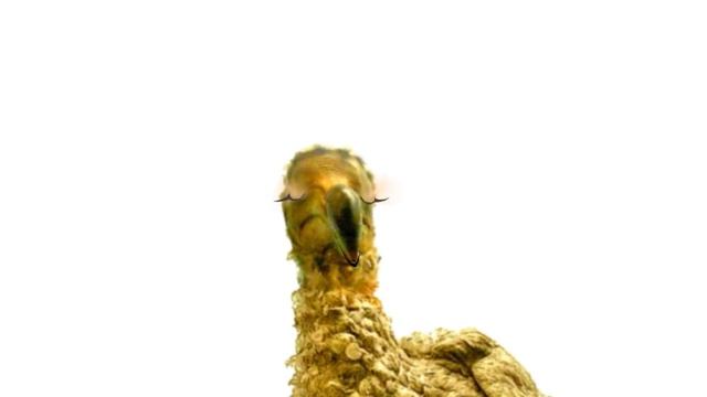 The Animal Sounds: How Dodo Noises / Sound Effect / Animation смотреть онлайн