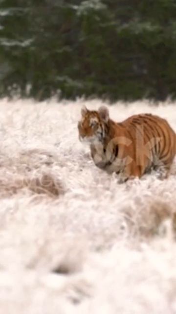 The tiger men target / and tiger ki tej raftar смотреть онлайн