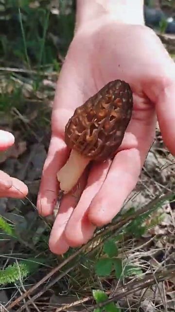 Зморшкова шапочка