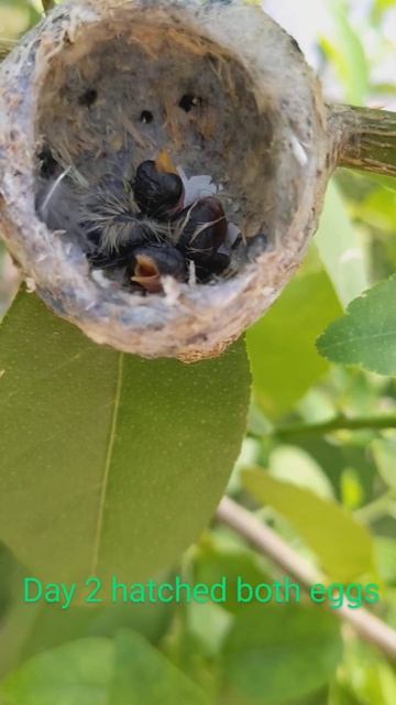 Hummingbird Day 2 hatched 2 eggs @BajaBigDTravels смотреть онлайн