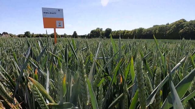 KWS East Regional Recommendations 2020 смотреть онлайн