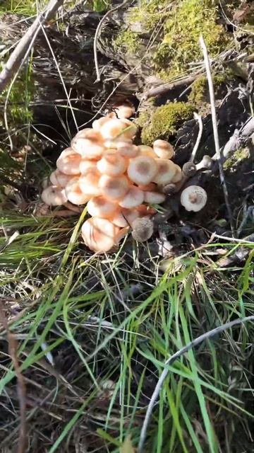 Открыли для себя сезон😅 #опята #грибы #лес #обзор #video смотреть онлайн