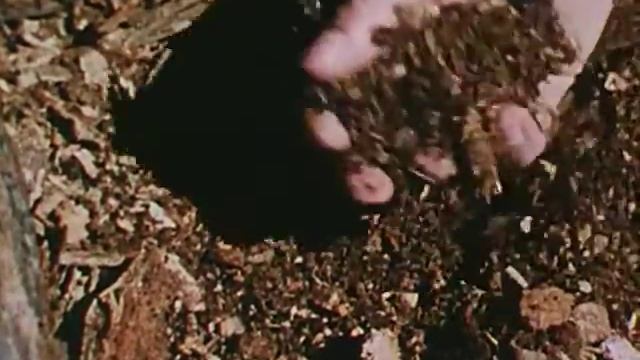 Life On A Dead Tree (1957)