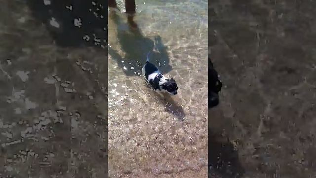 КИРИЛЛОВКА. Купание собаки Черри в море, 19.08.20. смотреть онлайн