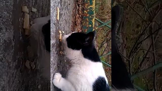 Кошка ест сухарики!!!))) смотреть онлайн