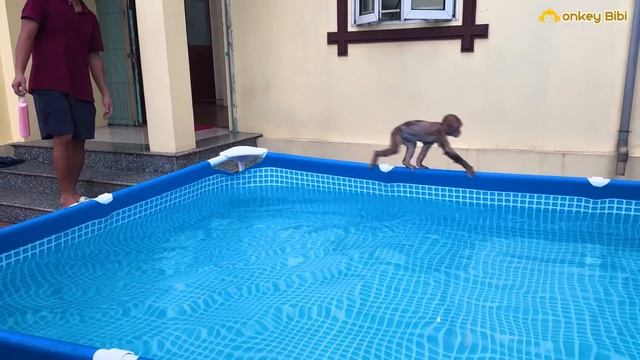 Bibi Goes Swimming After Having An Incident!