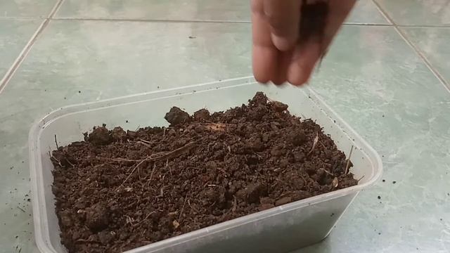 CARA MUDAH!!! memperbanyak bunga air mata pengantin dengan biji смотреть онлайн