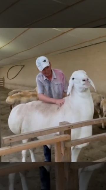 АВГАН. Ма ша Алла, соз жок. Каналга катталабыз туугандар смотреть онлайн