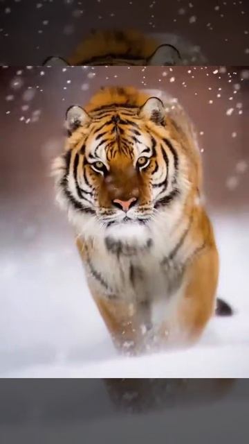 Amur Tiger 🐯 смотреть онлайн