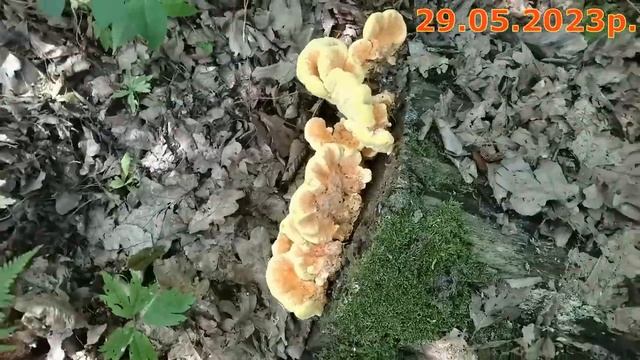 Продовжую збирати Трутовик сірчано-жовтий (ТСЖ). Жук Турун фіолетовий (Carabus violaceus). смотреть онлайн