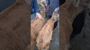 мол бозори хочи Шариф 🐃🐏