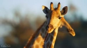 Алексей Гоман "Жираф" (музыка Брендона Стоуна, на стихи Николая Гумилева)