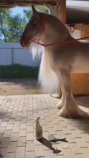 Цыганская упряжная#Тинкер#Версия для конников#❣🤍 смотреть онлайн