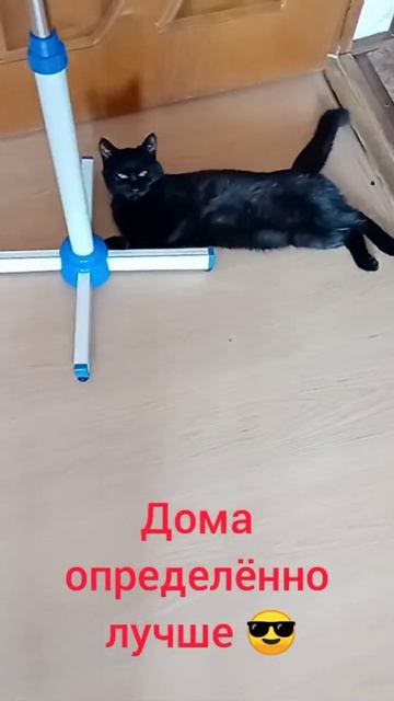 Кошка спасается от жары 🥵 ох уж это лето 🔥 смотреть онлайн