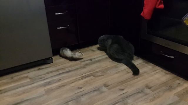 хорек и кот смотреть онлайн