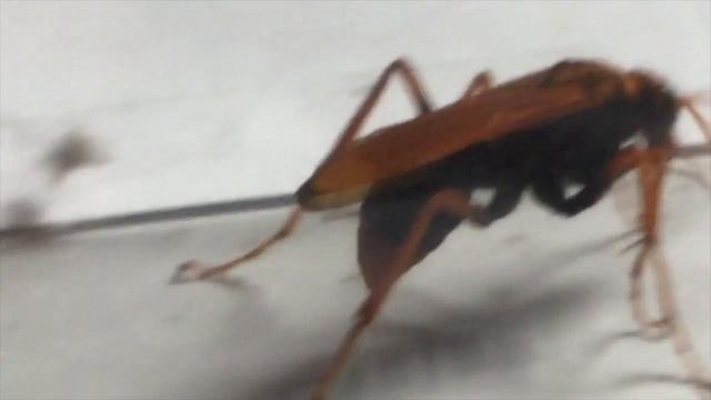 Mick Angelhere's Australia (The Wasp ) смотреть онлайн