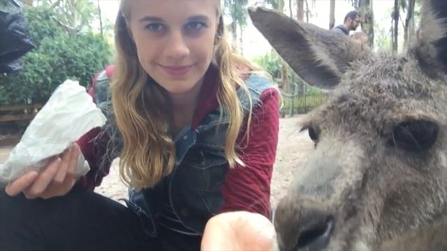 Koala Park смотреть онлайн