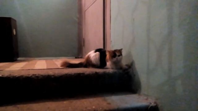 Скажи МЯУ 😸 смотреть онлайн