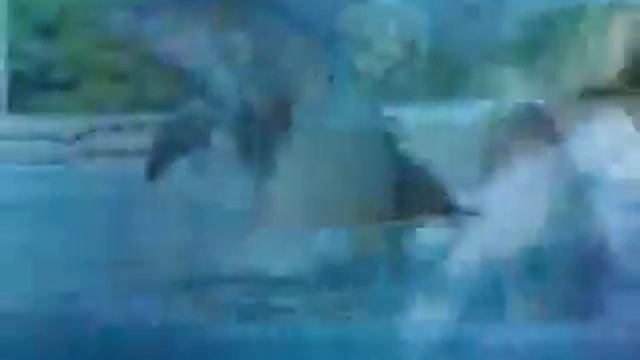 The Dolphin's Cry смотреть онлайн