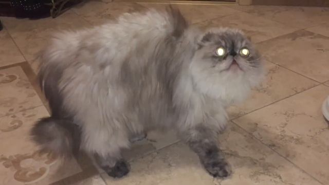 Angry cat смотреть онлайн
