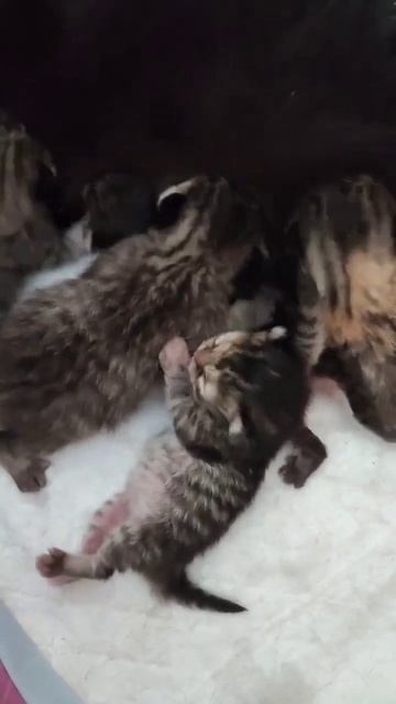 шотландские котята😍 питомник шотландских кошек 🥰 смотреть онлайн