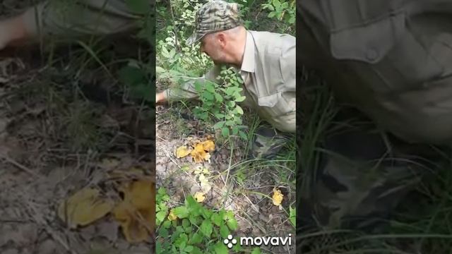 Грибы грибочки смотреть онлайн