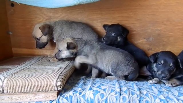 уличные подкидыши смотреть онлайн