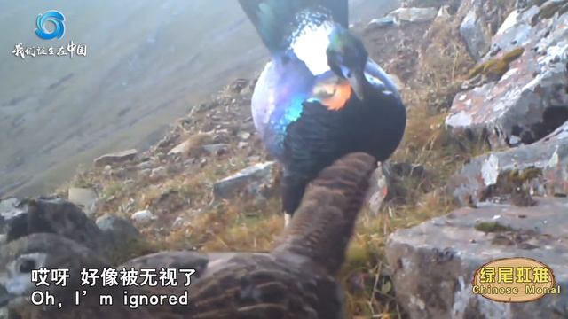 Birds that sparkle like rainbows——Chinese Monal смотреть онлайн