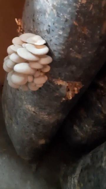 как бюджетно запастись грибами Вешенками из б/у грибных блоков. И грибы и удобрение! смотреть онлайн