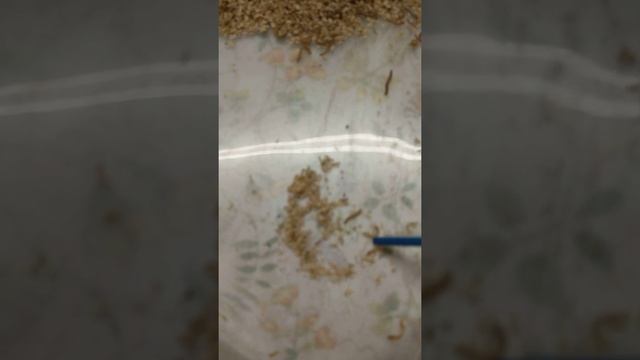 MOTHS!!! yes moths. смотреть онлайн