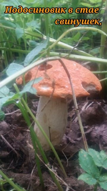 Грибы - сюда, или греби отсюда!