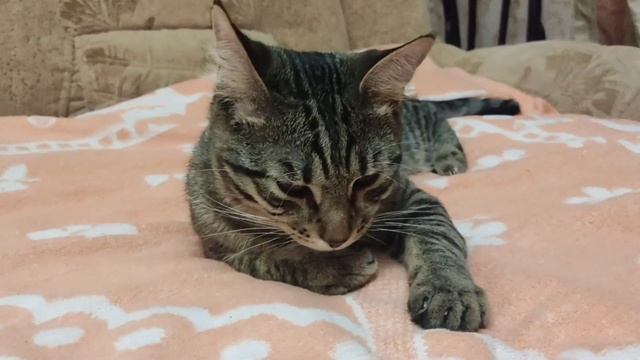 Наши котики) смотреть онлайн