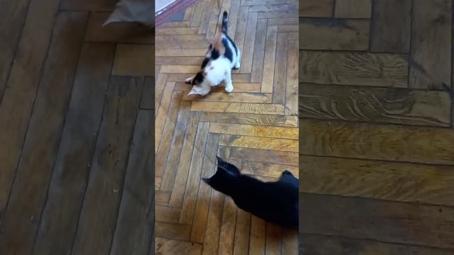 Котики#играют 2 # котята #играю со спасенными котятами смотреть онлайн