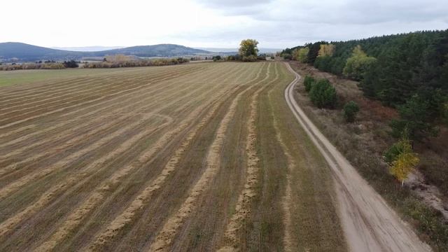 Искали грибы, а нашли живых птеродактилей.